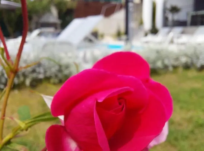 Madlen * Опатия