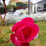 Madlen * Опатия